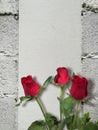 Red rose on white brick block wall show Pattern stack block rough surface texture material background Weld the joints with cement Royalty Free Stock Photo