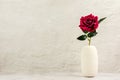 Red rose in white ceramic vase on the table Royalty Free Stock Photo