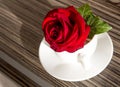 Red rose in the white cup on the table Royalty Free Stock Photo