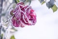 red rose in white frost crystals. Royalty Free Stock Photo