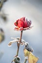 red rose in white frost crystals. Royalty Free Stock Photo