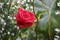 A Bouquet of Red Rose