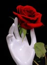 Red rose in white hand sculpture. Royalty Free Stock Photo