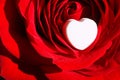 Červená růže bílý srdce makro z blízka 