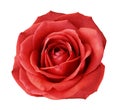 Red rose on a white isolated background with clipping path. no shadows. Closeup. For design, texture, borders, frame, background. Royalty Free Stock Photo