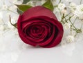 A red rose on white with its reflection Royalty Free Stock Photo