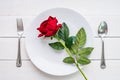 Red rose on white plate