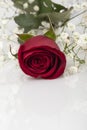 A red rose on white with reflection Royalty Free Stock Photo