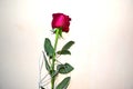A red rose with a white serpentine in a green frame of petals is a gift for the only and adored one Royalty Free Stock Photo