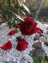 Red rose on white stones. Royalty Free Stock Photo