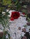 Red rose on white stones. Royalty Free Stock Photo