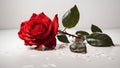 Red Rose with whitebackground