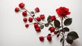Red Rose with whitebackground