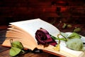 Red rose wilted rose through the pages of an old book yellowed b