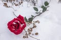 Red rose in winter and its tender petals in the snow during a wedding ceremony Royalty Free Stock Photo