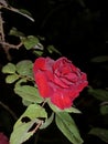 Red Rose on winter night