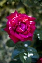 Red rose withering in the garden Royalty Free Stock Photo