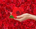 Red rose in woman hand over beautiful red rose petals