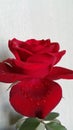 Red rose