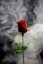 A red rose wrapped up in magical smoke on a black background