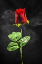 A red rose wrapped up in magical smoke on a black background