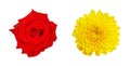 red rose and Yellow chrysanthemum flower isolated on white background, clipping path Royalty Free Stock Photo