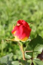 Red rose with yellow nuances
