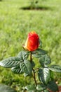 Red rose with yellow nuances