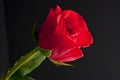 Red rosebud Royalty Free Stock Photo