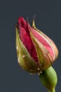 Red rosebud