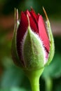 Red Rosebud Royalty Free Stock Photo