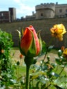 Red rosebud Royalty Free Stock Photo