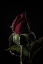 Red rosebud