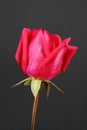 Red rosebud Royalty Free Stock Photo