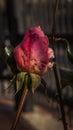 Red Rosebud In Garden Royalty Free Stock Photo