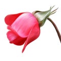 Red rosebud hand drawn illustration Royalty Free Stock Photo