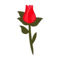 A red rosebud on a small, simple stem. Royalty Free Stock Photo