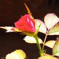 Red RoseBuds in the home gardenÃ°Å¸ÅÂ¹Ã°Å¸ÅÂ¹Ã°Å¸ÅÂ¹ Royalty Free Stock Photo