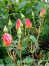 Red rosebuds