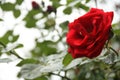 Red rosebush in the city close up Royalty Free Stock Photo