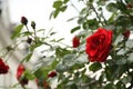 Red rosebush in the city Royalty Free Stock Photo