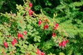 Red rosebush fruits Royalty Free Stock Photo