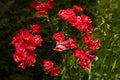 Red rosebush in meadow, beautiful bright flower with green grass on background, summer flowers blooming, unusual roses, natural