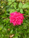 Red roseflower Royalty Free Stock Photo