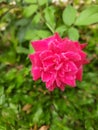 Red roseflower Royalty Free Stock Photo