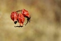 Red rosehip berries