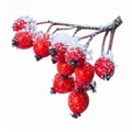 Red Rosehip Berries Covered in Snow Against White Background Royalty Free Stock Photo