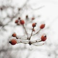 Red rosehip berries covered in snow and ice. Winter Garden Royalty Free Stock Photo