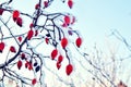 Red rosehip berries in the snow on the background of blue sky. Royalty Free Stock Photo