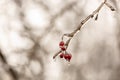 Red rosehip berries and tree branches covered with ice after freezing rain Royalty Free Stock Photo